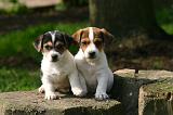 JACK RUSSEL 401